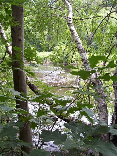 Looking onto the Neponset River from the path by Ryan Playground. Learn more about the Neponset River at www.neponset.org.