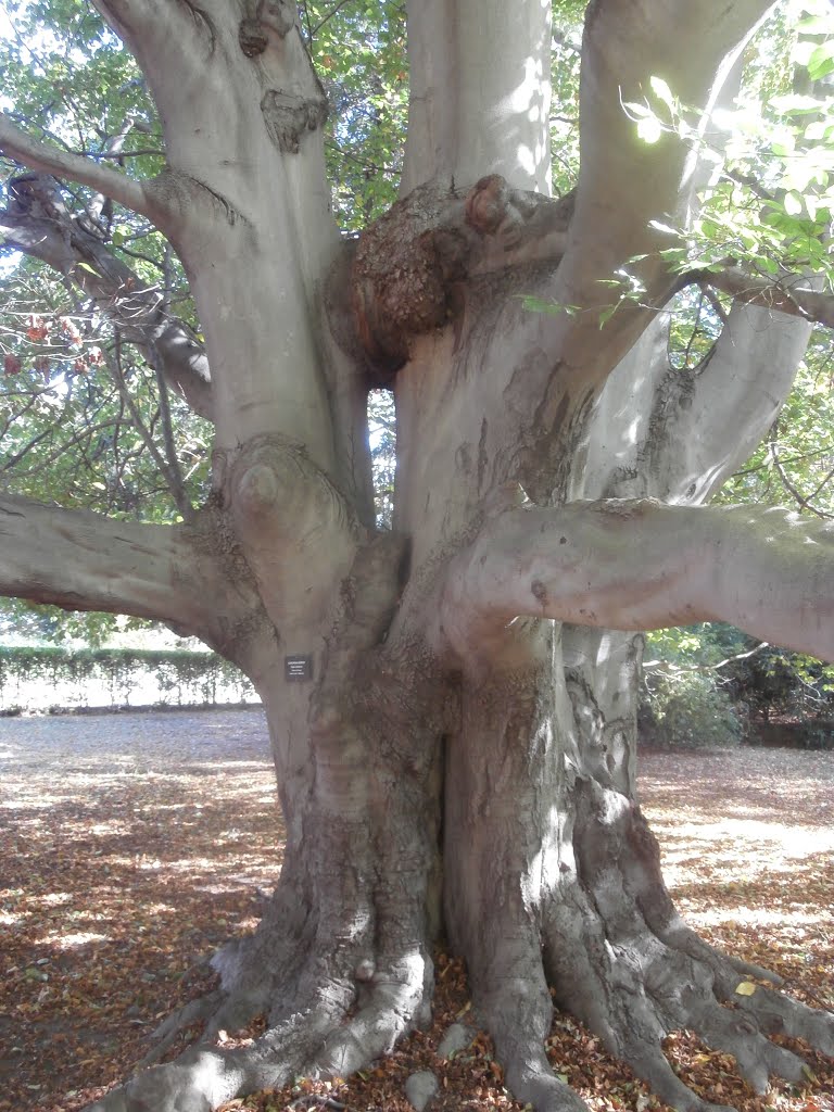Old beech tree at the Forbes Mansion