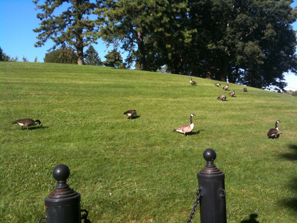 Nice summer afternoon, with geese in Natick Labs.