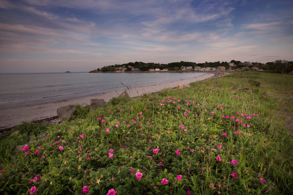 Wild roses at Nahant beach