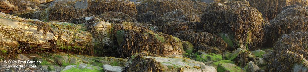 Nahant Golden Rocks