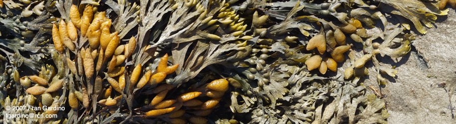 Nahant Bladder Wrack 1