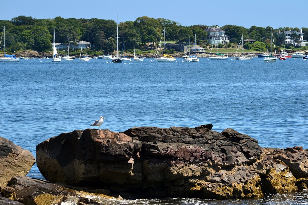 Nahant Seagull
