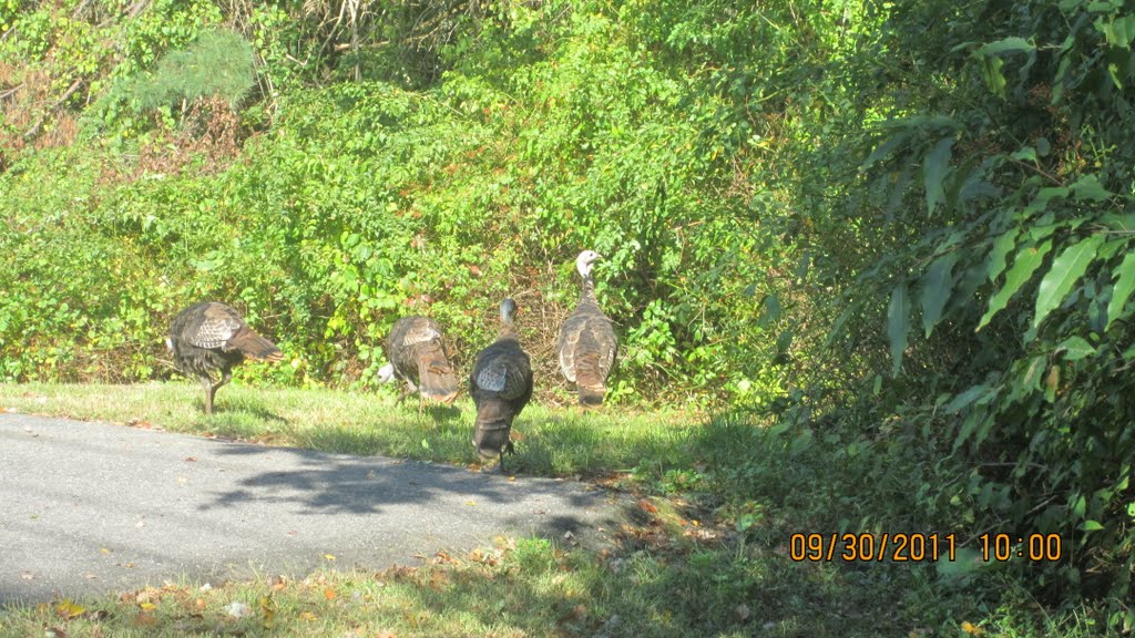 Turkeys in the suburb.