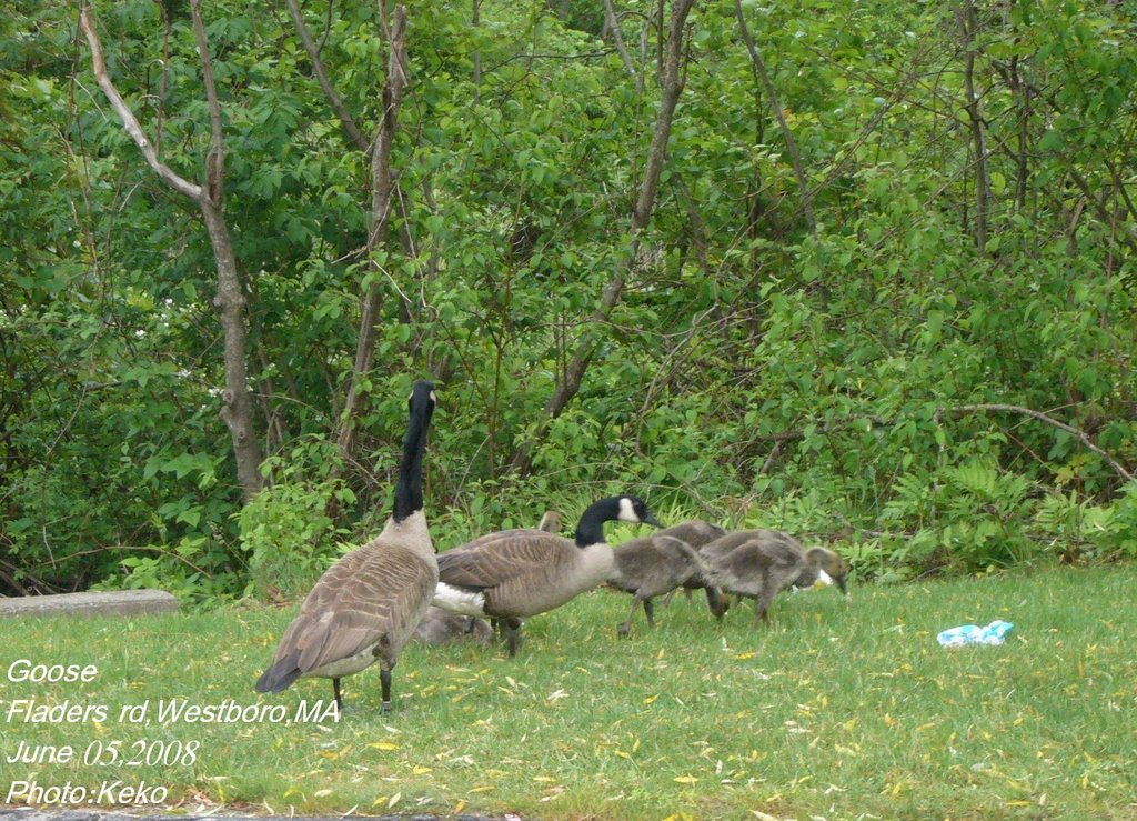Goose