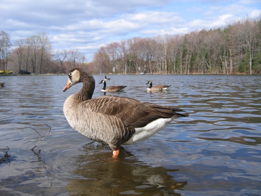 Geese in Shrewsbury Dean Park