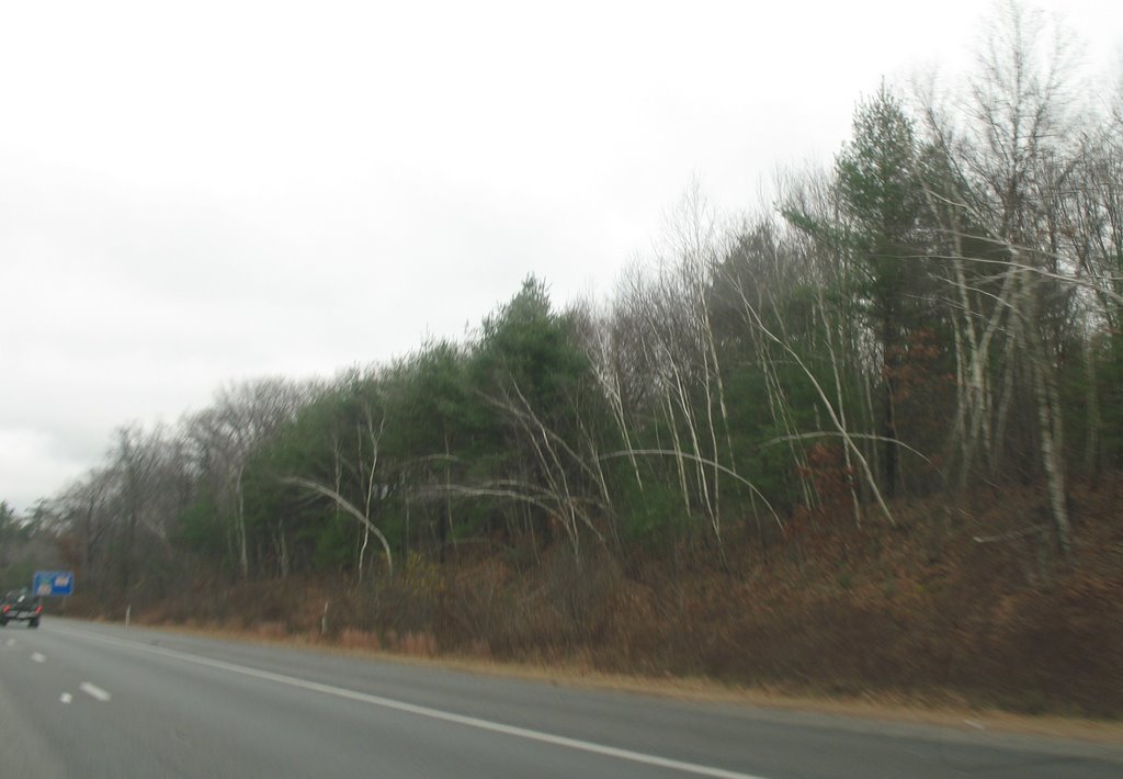 Bending birch on 290