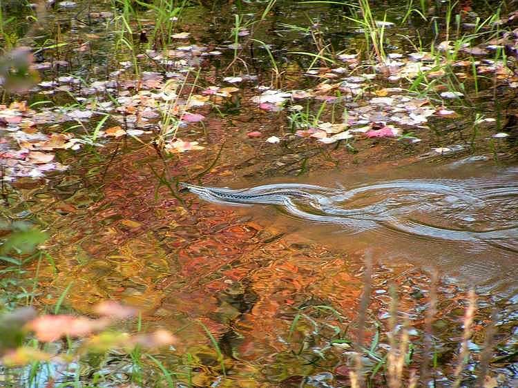 Swimming snake