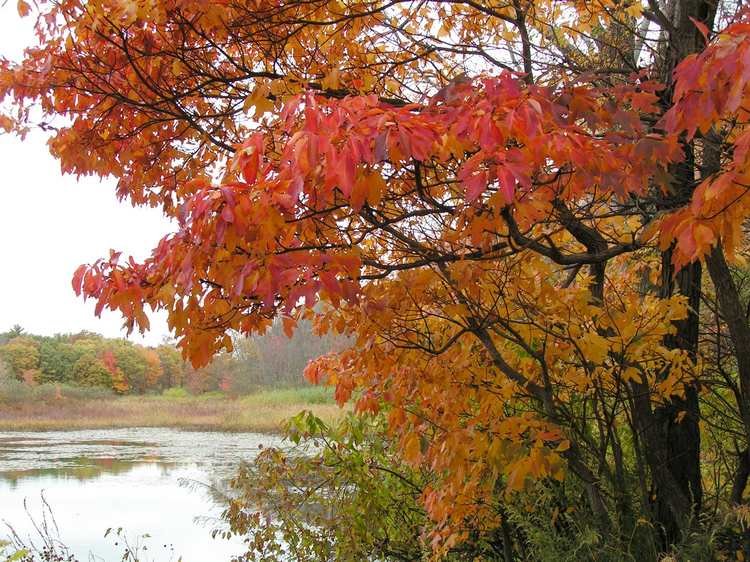 Wheeler Pond