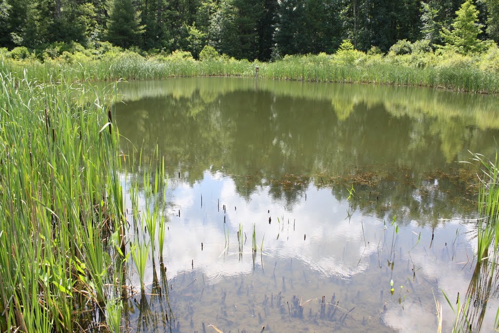 Pond - Tower Hill Botanical Garden