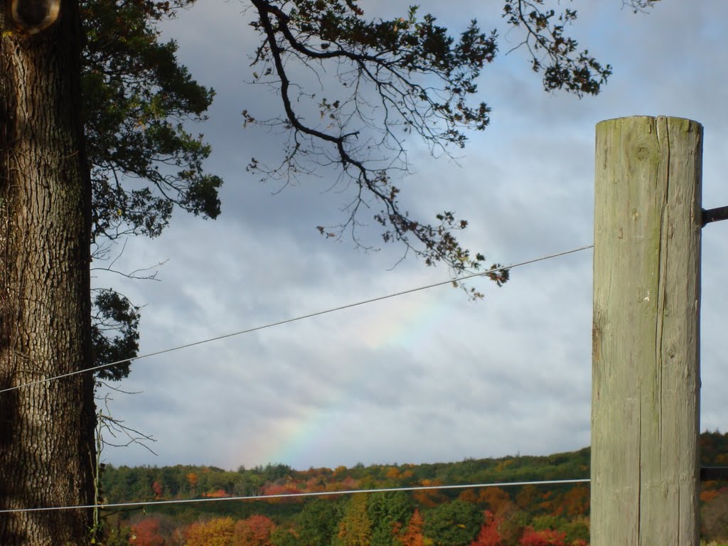 Fall tree tops