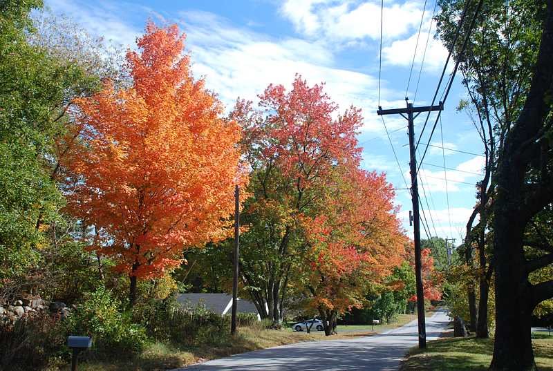 Linden Street