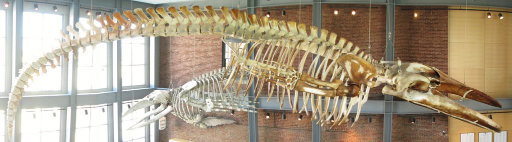 Blue Whale Skeleton (66 adolescent)