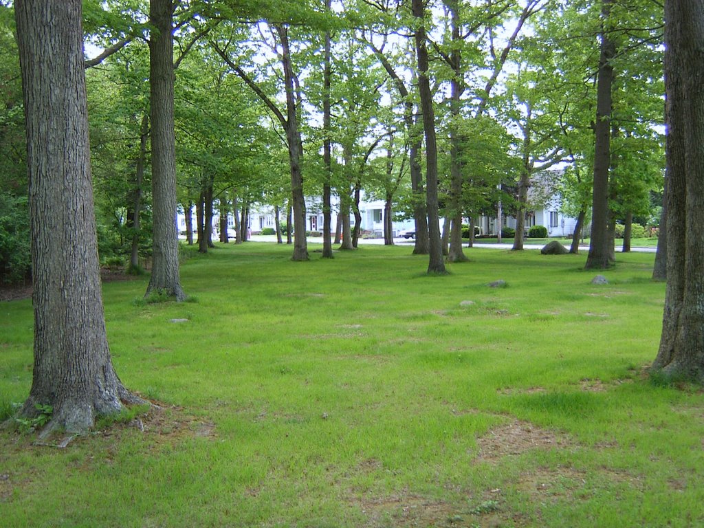 Buttonwood Park Glade A