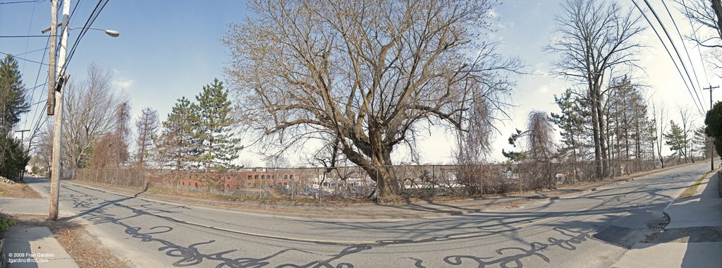 Old Tree on Squiggle Street