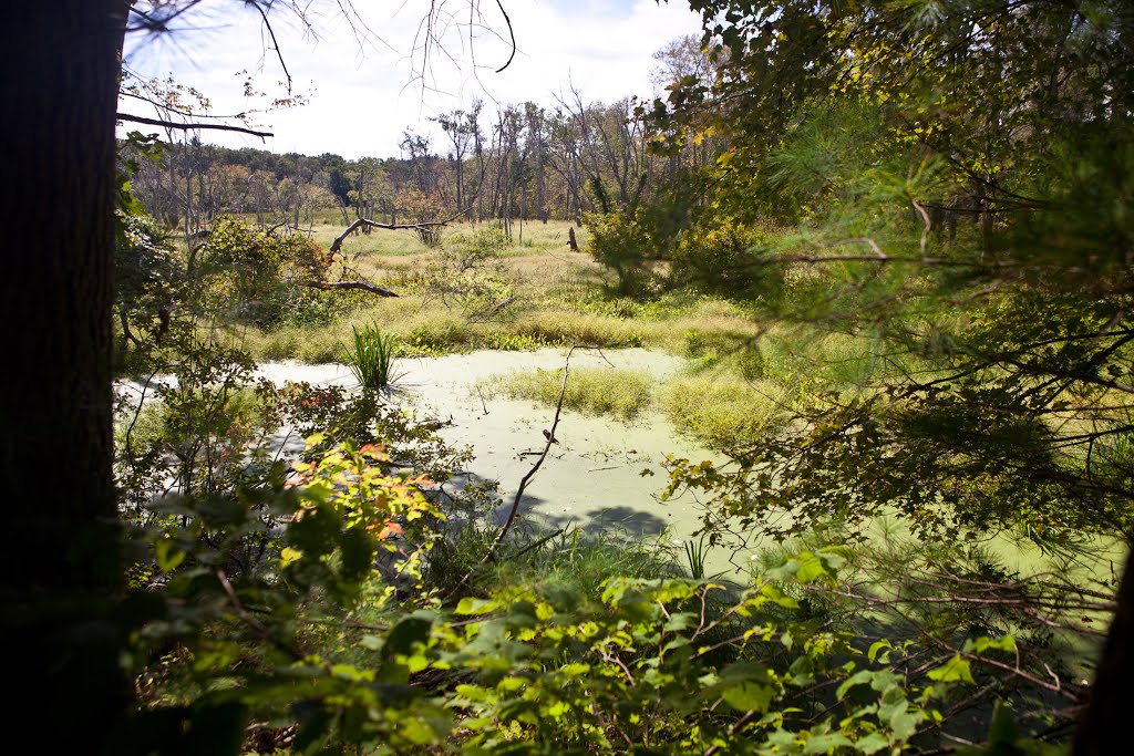 Marsh along the trail