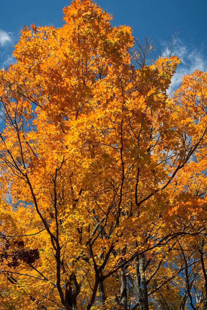 New England Fall