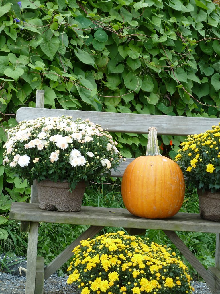 Pumpkin