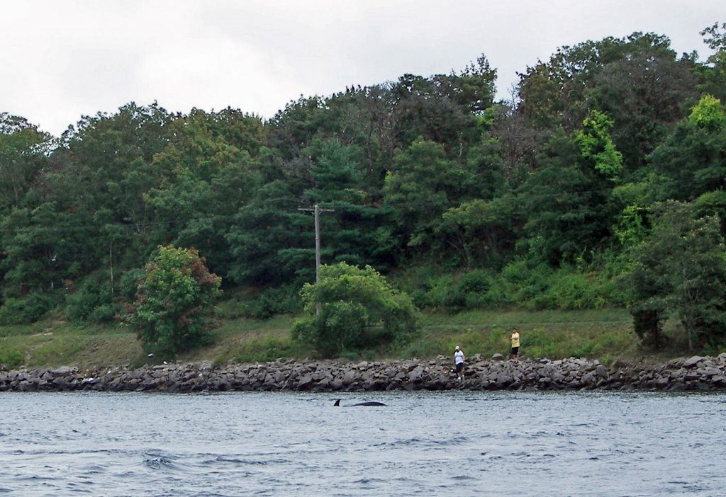 Cape Cod Canal, Pilot Whale