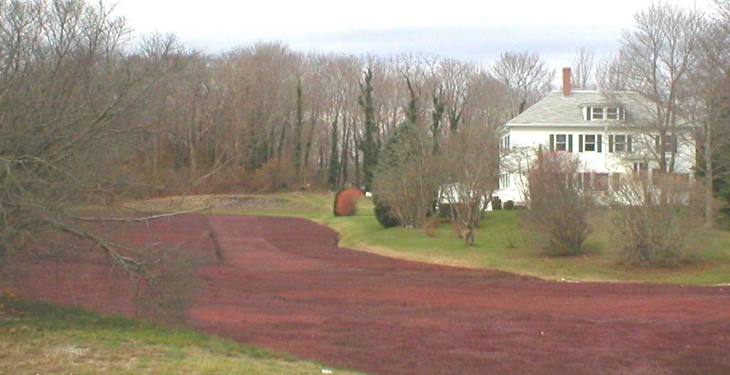 THE BEST OF THE CRANBERRY