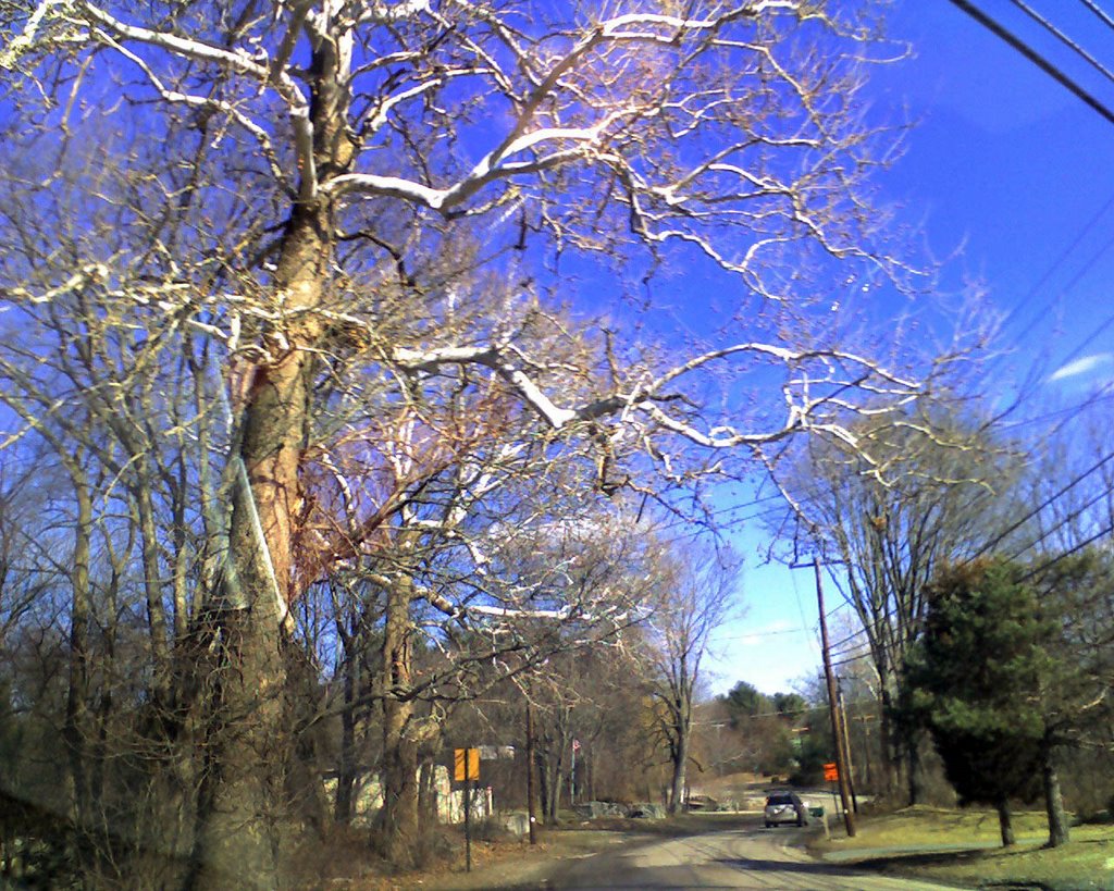 Cool Tree