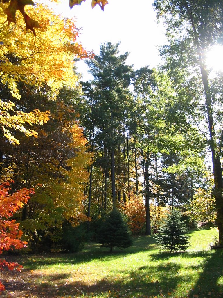 Back Yard, Fall