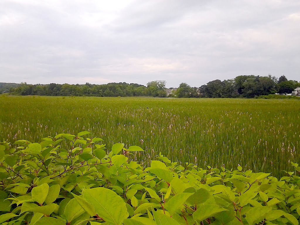 Marsh On The Bike Path