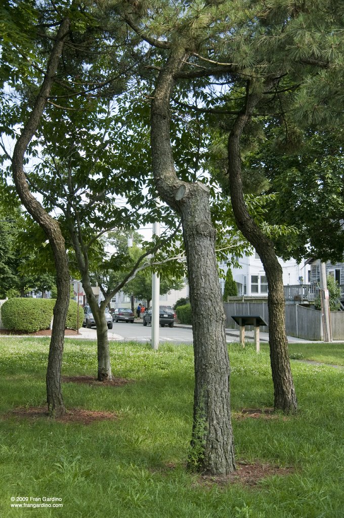 Pointer Sister Trees by the Mystic River