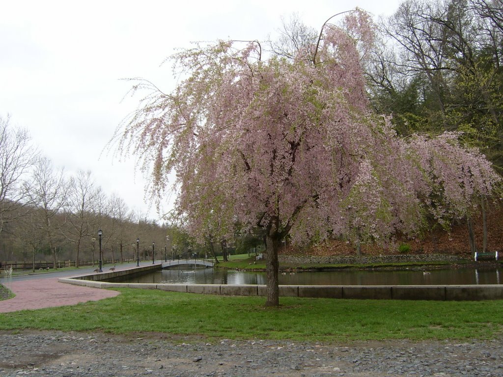 Forest Park