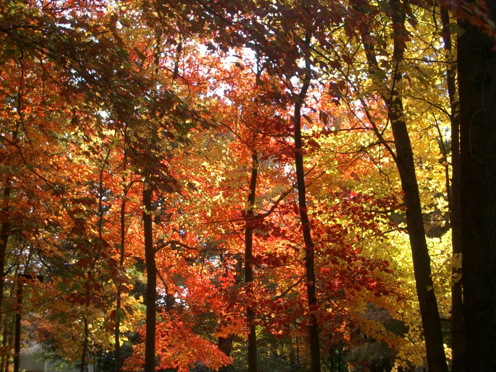 Tree Light, Agawam, MA