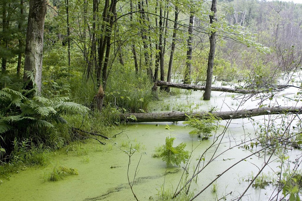 Marsh along Rail Trail