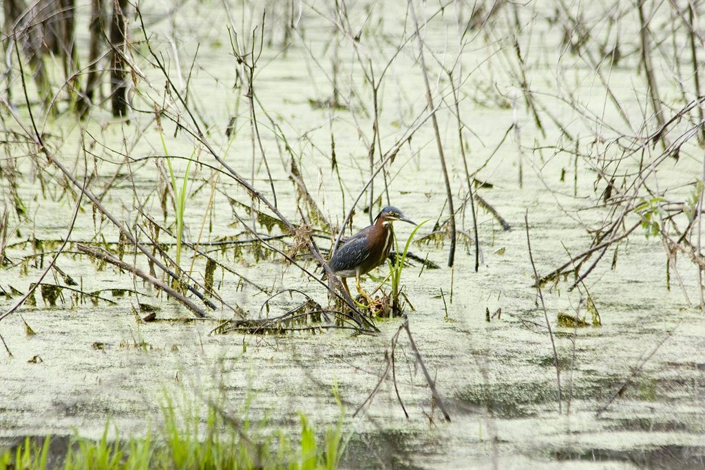 Green Heron