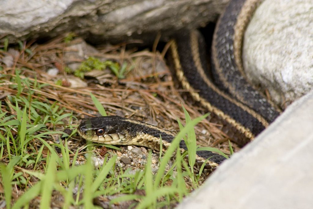 Garter Snake