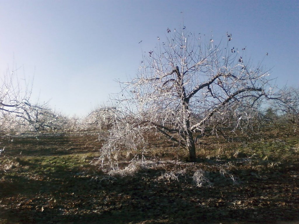 Ice Storm Sterling Apple Orchards 12/13/08