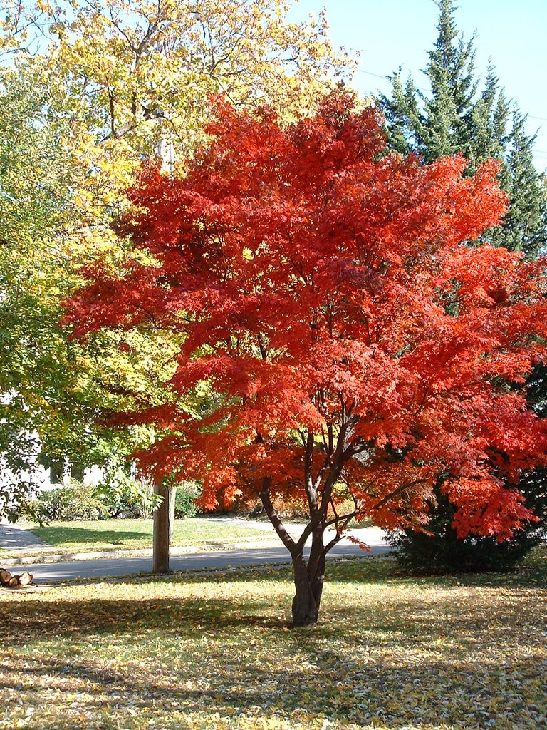Feuilles dautomne (Autumn leaves)