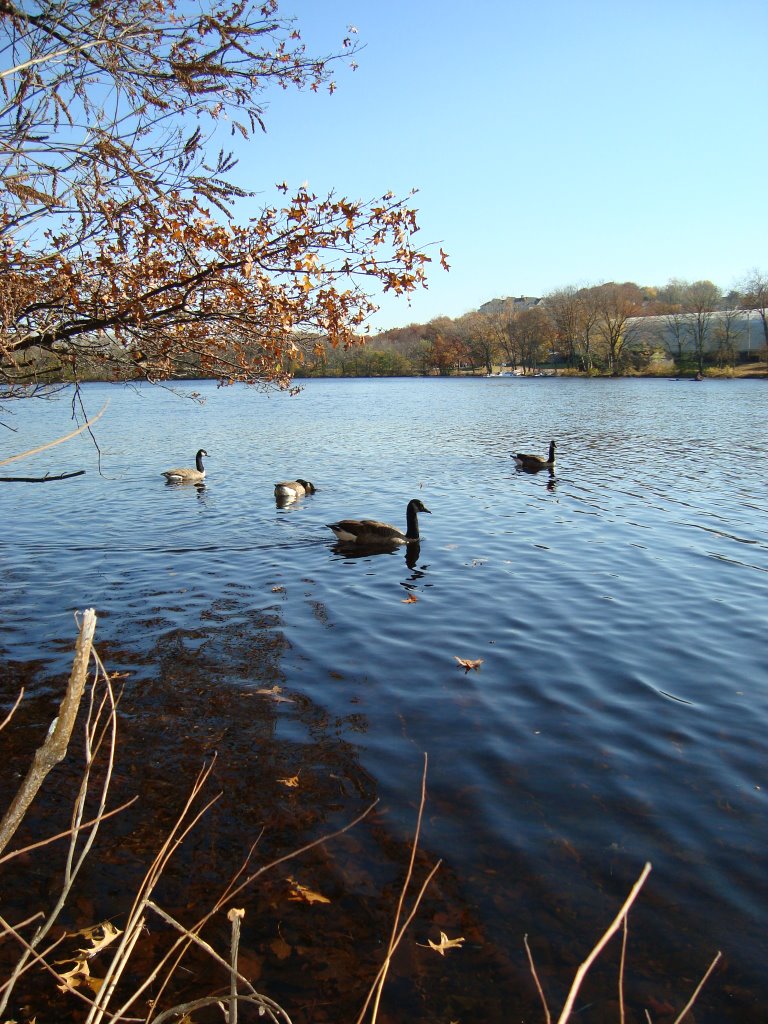 Charles River - Watertown - 11/08/2009.B