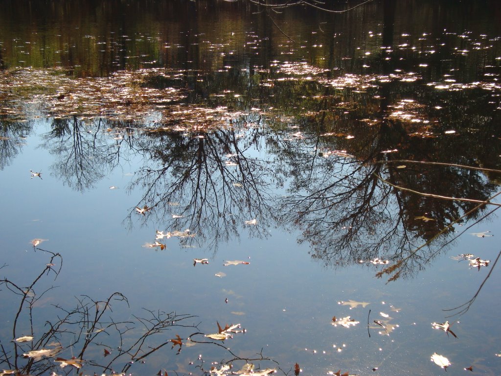 Charles River - Watertown - 11/08/2009.C