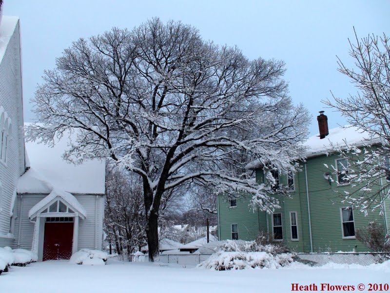 Snow Tree