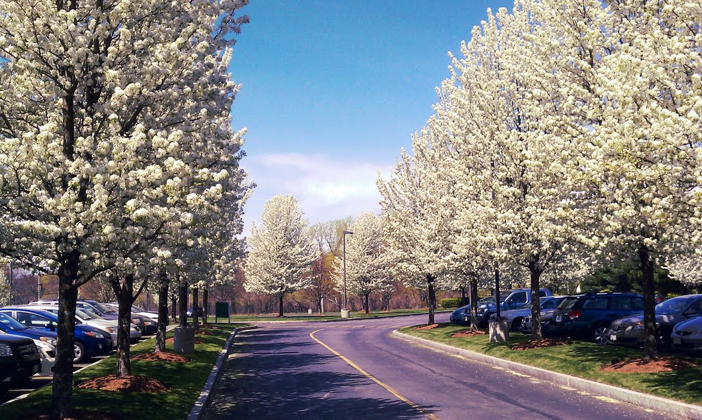 Dogwoods at 309 Waverley Oaks Road