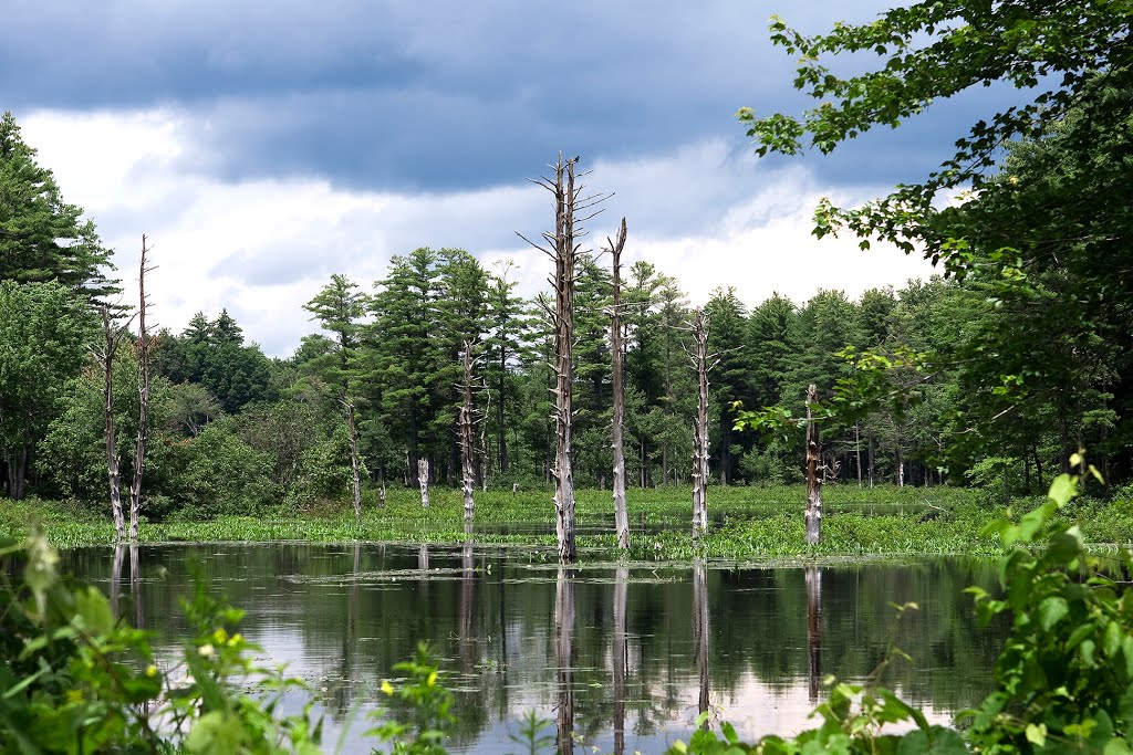 Dead Trees at West Hill Dam