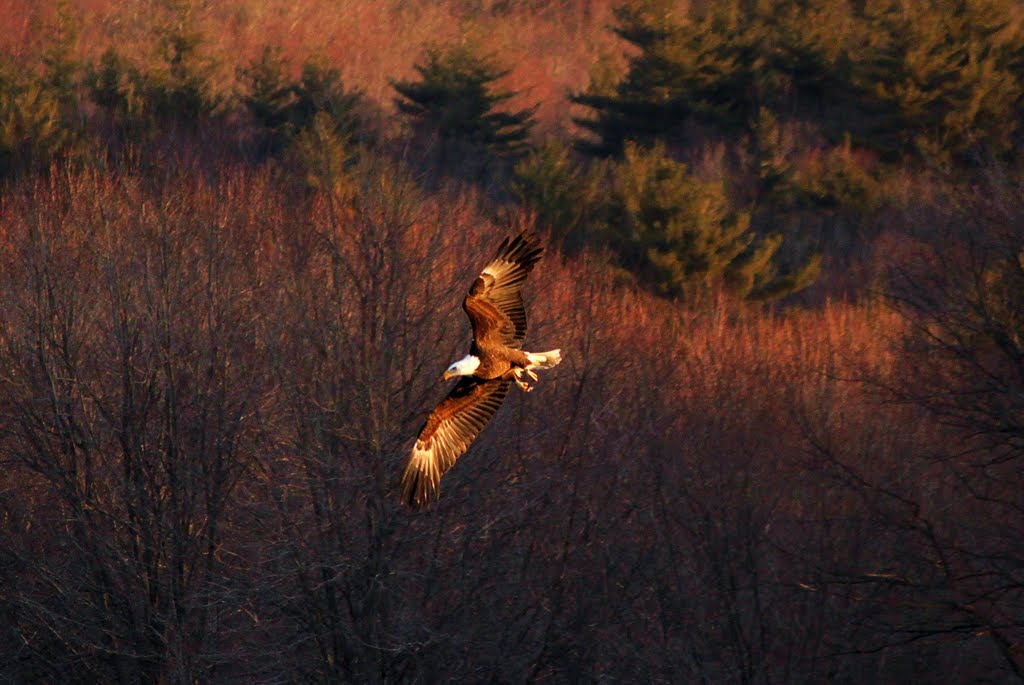 Eagle in Flight