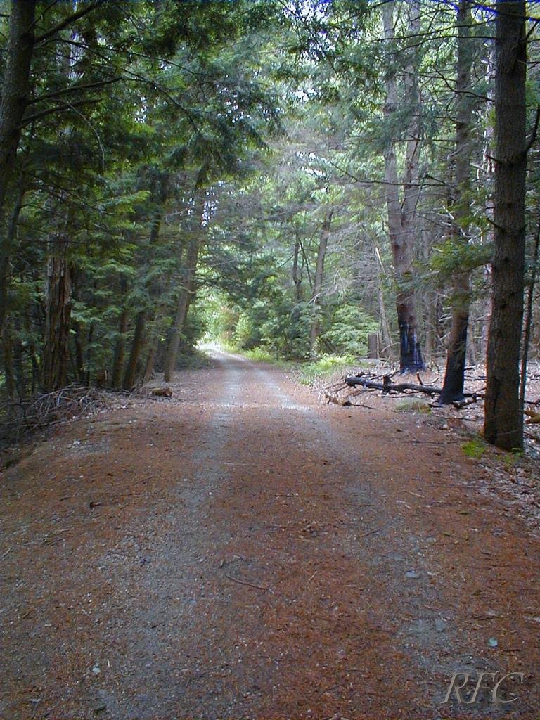 Forest Track
