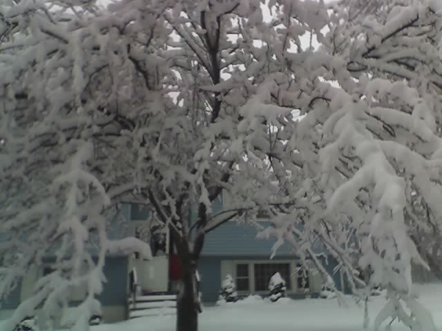 snow tree deb