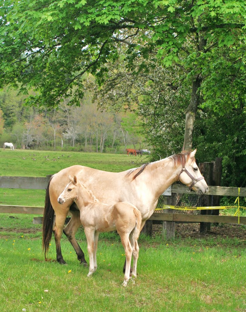 Honey and Daughter (Patriot)