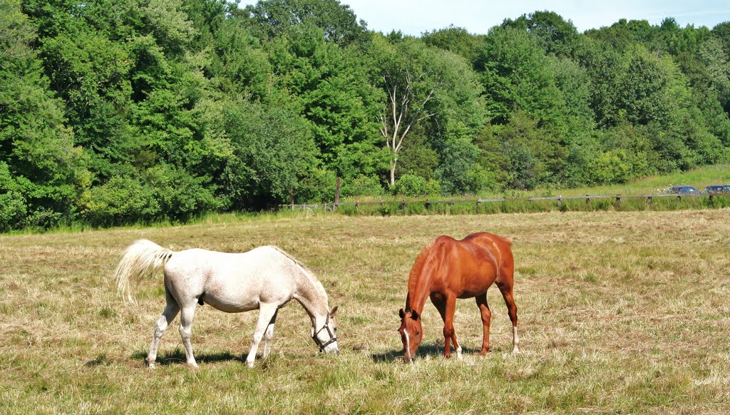 Baretta and Amigo