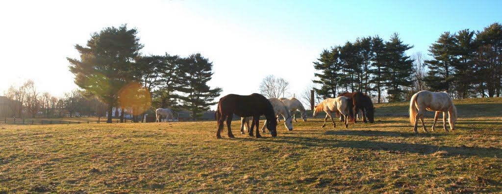 Time for Spring, Camp DiCarlo, Framingham, Mass.