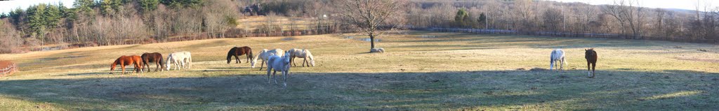 Field 2 Looking South, Camp DiCarlo, Framingham, Mass.