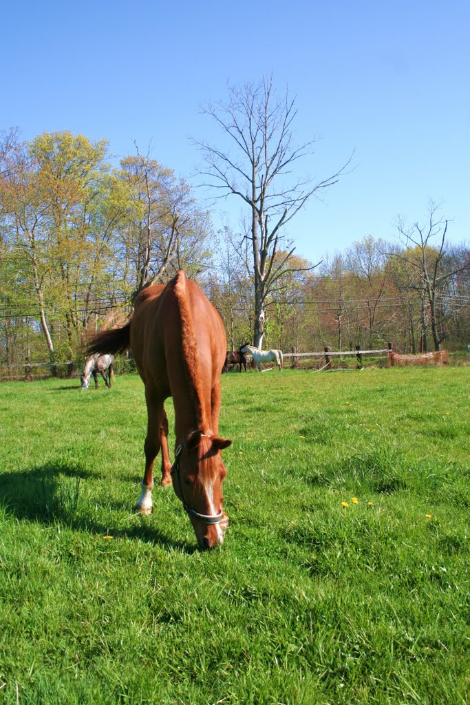 Amigo, Camp DiCarlo, Framingham, Mass.