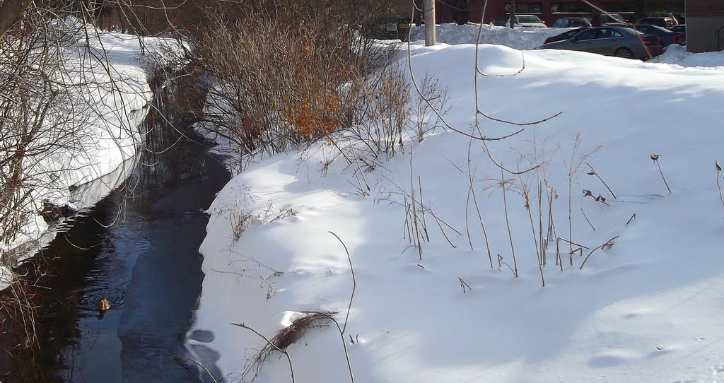 Brook near my apartment on January 31, 2011
