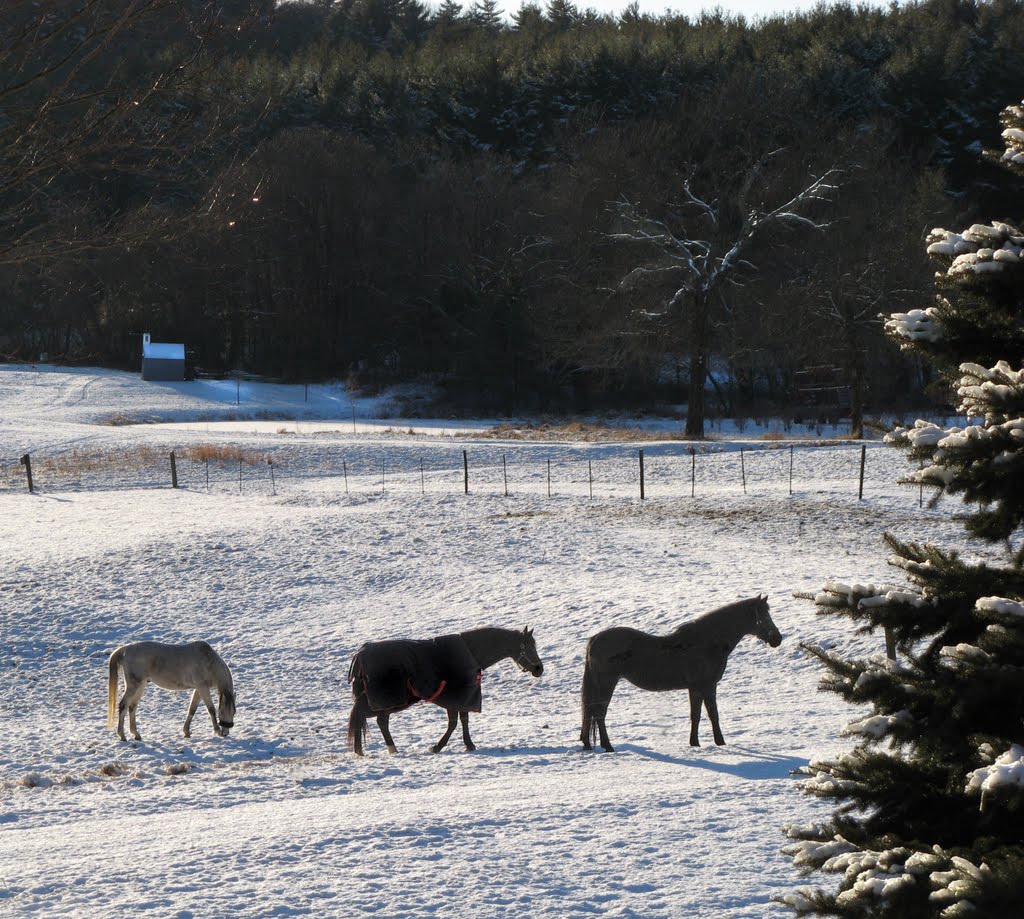 Three horses in the snow in Framingham MA
